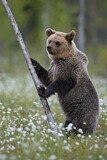 Image. Eurasian Brown Bear