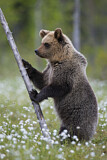 Image. Eurasian Brown Bear