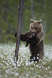 Image. Eurasian Brown Bear