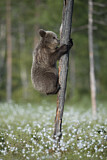 Image. Eurasian Brown Bear