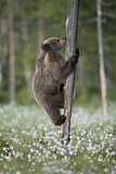 Image. Eurasian Brown Bear