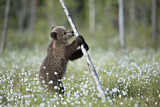 Image. Eurasian Brown Bear