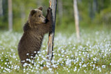 Image. Eurasian Brown Bear