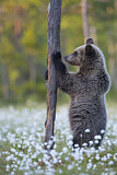 Image. Eurasian Brown Bear