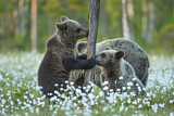 Image. Eurasian Brown Bear
