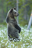 Image. Eurasian Brown Bear