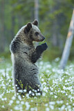 Image. Eurasian Brown Bear
