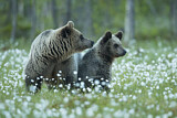 Image. Eurasian Brown Bear