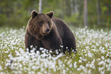 Image. Eurasian Brown Bear