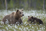 Image. Eurasian Brown Bear