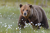 Image. Eurasian Brown Bear