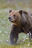 Image. Eurasian Brown Bear