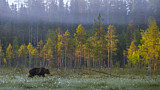 Image. Eurasian Brown Bear