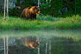 Image. Eurasian Brown Bear