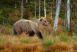 Image. Eurasian Brown Bear