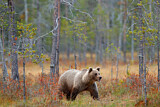 Image. Eurasian Brown Bear