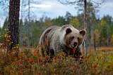 Image. Eurasian Brown Bear