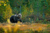 Image. Eurasian Brown Bear
