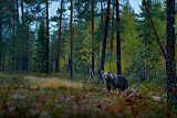 Image. Eurasian Brown Bear