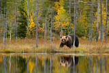 Image. Eurasian Brown Bear