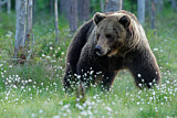 Image. Eurasian Brown Bear