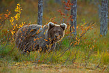 Image. Eurasian Brown Bear
