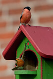 Image. Eurasian Bullfinch & European Robin
