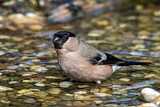 Image. Eurasian Bullfinch