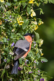 Image. Eurasian Bullfinch