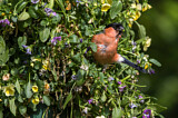 Image. Eurasian Bullfinch
