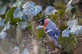 Image. Eurasian Bullfinch