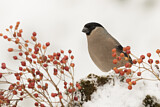 Image. Eurasian Bullfinch