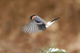 Image. Eurasian Bullfinch