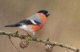 Image. Eurasian Bullfinch