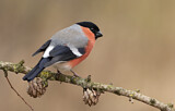 Image. Eurasian Bullfinch