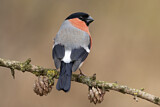 Image. Eurasian Bullfinch