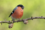 Image. Eurasian Bullfinch