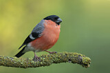 Image. Eurasian Bullfinch