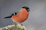 Image. Eurasian Bullfinch