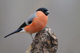 Image. Eurasian Bullfinch