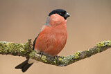 Image. Eurasian Bullfinch