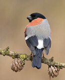 Image. Eurasian Bullfinch