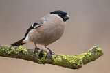 Image. Eurasian Bullfinch