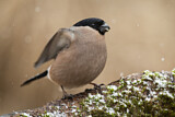 Image. Eurasian Bullfinch