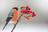 Image. Eurasian Bullfinch