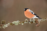 Image. Eurasian Bullfinch