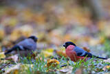 Image. Eurasian Bullfinch