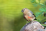 Image. Eurasian Bullfinch