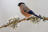 Image. Eurasian Bullfinch