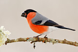 Image. Eurasian Bullfinch